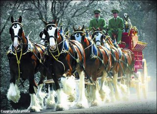 clydesdale2 clydesdale2