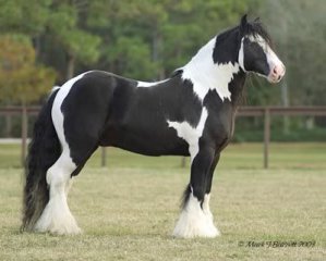 clydesdale3 clydesdale3