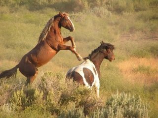 mustang mustang