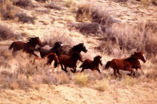 mustang1 mustang1
